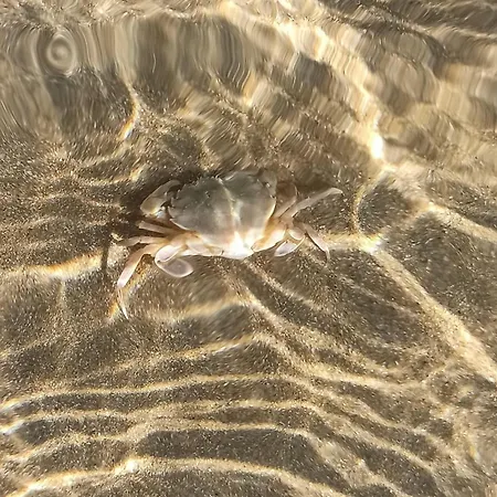 градина луксозен Apartment