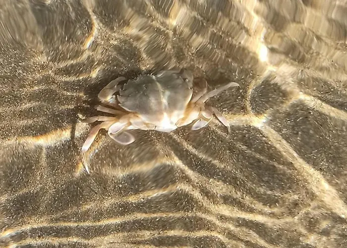 градина луксозен Lejlighed